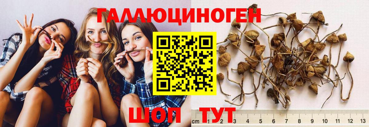 Калач-на-Дону  Псилоцибиновые грибы мухоморы  Псилоцибиновые грибы Psilocybine cubensis  Вход с VPN 